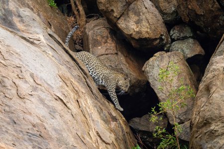 Photo for Leopard climbs down rock towards leafy bush - Royalty Free Image