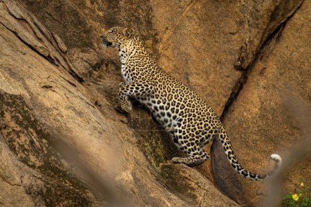 Photo for Leopard jumps up steep rockface lifting forepaw - Royalty Free Image