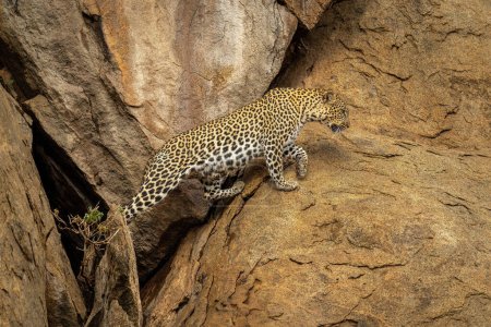 Photo for Leopard leaves cave and climbs rocky outcrop - Royalty Free Image