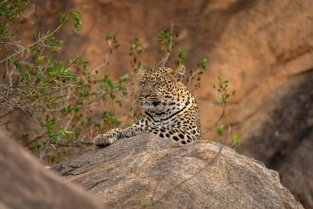 Photo for Leopard lies closing eyes on rocky boulder - Royalty Free Image