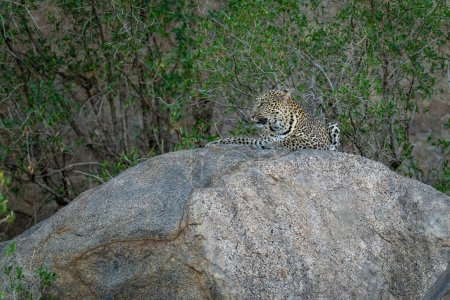 Photo for Leopard lies licking lips on shady rock - Royalty Free Image