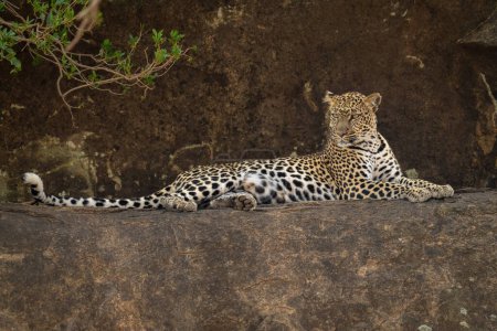 Photo for Leopard lies on rock looking over shoulder - Royalty Free Image