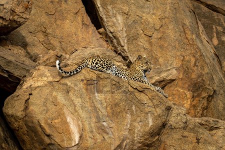 Photo for Leopard lies on rock ledge looking down - Royalty Free Image