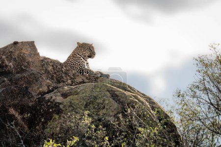 Photo for Leopard lies on rocky outcrop above trees - Royalty Free Image