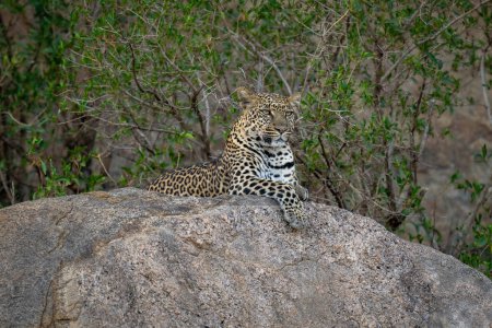 Photo for Leopard lies on shady rock looking ahead - Royalty Free Image
