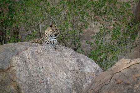 Photo for Leopard lies on shady rock among trees - Royalty Free Image