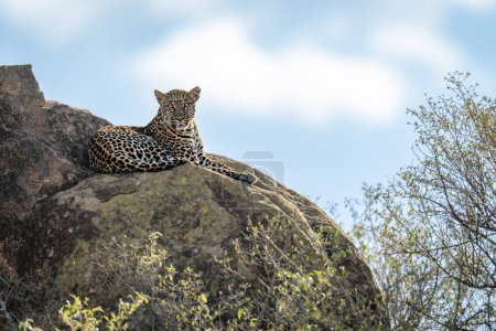 Leopard liegt auf sonnenbeschienenen Felsen und beobachtet Kamera