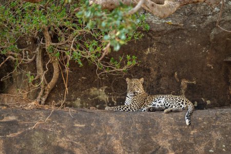 Photo for Leopard lying on ledge under tangled branches - Royalty Free Image