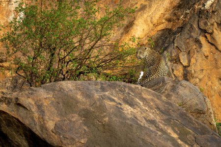 Photo for Leopard sits on rocky outcrop beside bush - Royalty Free Image