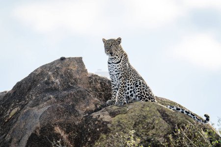 Photo for Leopard sits on sunlit rock looking ahead - Royalty Free Image