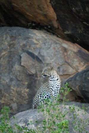 Photo for Leopard sits turning head on shady boulder - Royalty Free Image