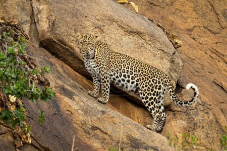 Photo for Leopard stands on steep rockface staring down - Royalty Free Image