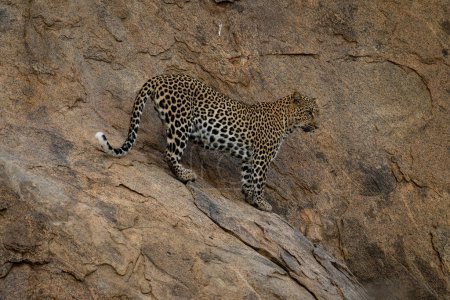 Photo for Leopard stands on steep rock turning head - Royalty Free Image