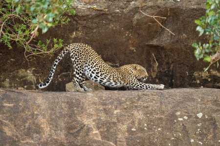 Leopardo se extiende hacia atrás en la cornisa cerca de los arbustos