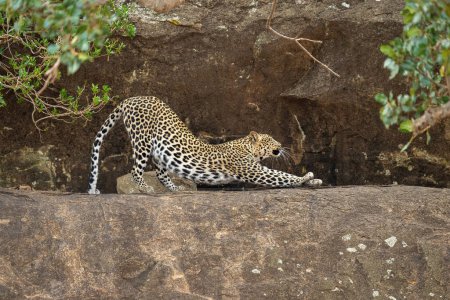 Photo for Leopard stretches back on ledge between bushes - Royalty Free Image