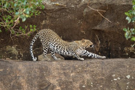 Photo for Leopard stretches out with forepaw on ledge - Royalty Free Image