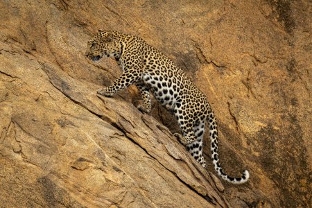 Leopard walks up steep rockface looking ahead