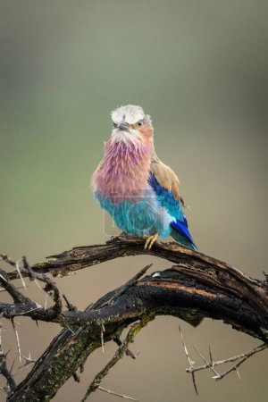 Photo for Lilac-breasted roller in thornbush branch facing camera - Royalty Free Image