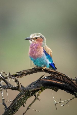 Photo for Lilac-breasted roller on thornbush branch with catchlight - Royalty Free Image