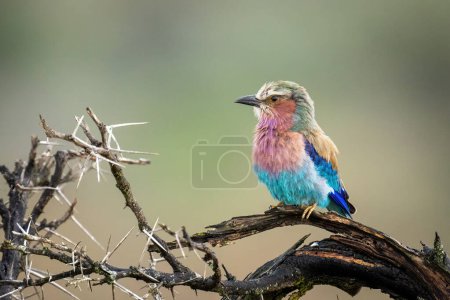 Photo for Lilac-breasted roller on thornbush branch facing left - Royalty Free Image