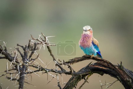 Photo for Lilac-breasted roller on thornbush branch facing camera - Royalty Free Image