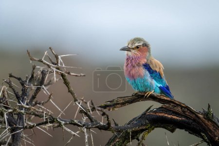 Photo for Lilac-breasted roller with catchlight on thorny branch - Royalty Free Image