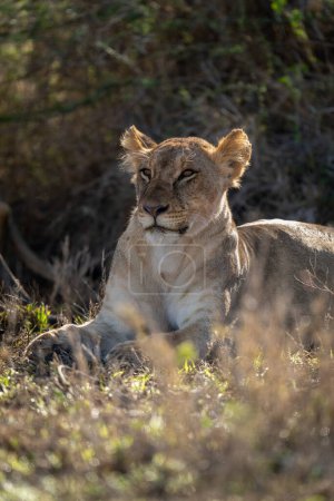 Photo for Lioness lies backlit on grass staring ahead - Royalty Free Image