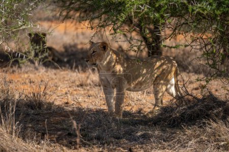 Photo for Lioness stands staring in shade of thornbush - Royalty Free Image