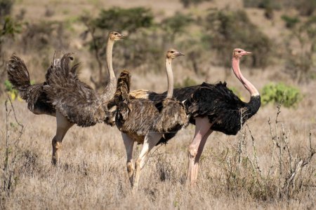 Photo for Male common ostrich stands by two females - Royalty Free Image