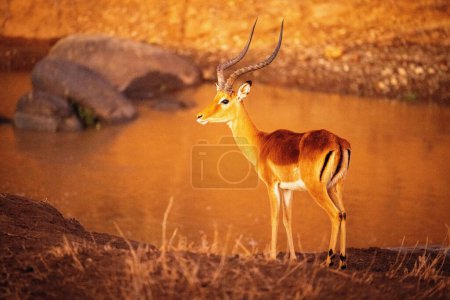 Photo for Male common impala stands on riverbank staring - Royalty Free Image