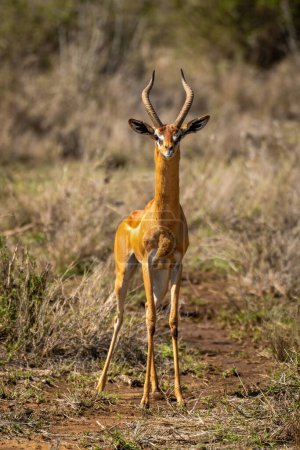 Foto de Hombre gerenuk stands en savannah frente a cámara - Imagen libre de derechos