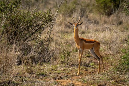 Photo for Male gerenuk stands near bush watching camera - Royalty Free Image
