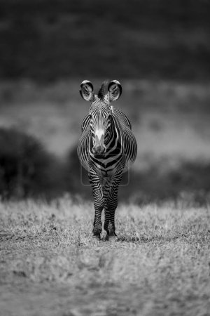 Photo for Mono Grevy zebra in savannah facing camera - Royalty Free Image