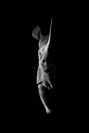Foto de Mono rinoceronte negro lado iluminado mirando hacia la cámara - Imagen libre de derechos