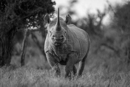 Foto de Mono rinoceronte negro en el claro frente a la cámara - Imagen libre de derechos