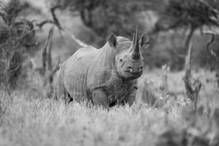 Foto de Mono negro rinoceronte ojo cámara en hierba - Imagen libre de derechos