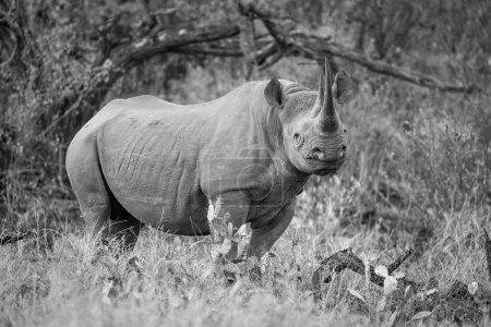 Foto de Mono negro rinoceronte ojo cámara por cactus - Imagen libre de derechos