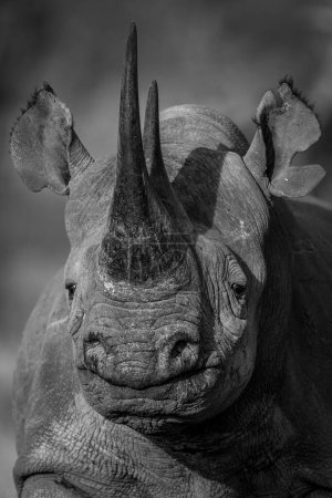 Foto de Mono primer plano de rinoceronte negro mirando la cámara - Imagen libre de derechos