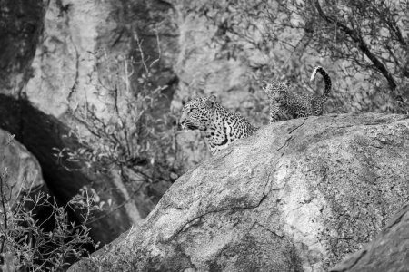 Photo for Mono leopard and cub look from rock - Royalty Free Image