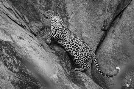 Photo for Mono leopard jumps up steep rock face - Royalty Free Image