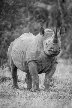 Foto de Mono rinoceronte negro mirando cámara en la hierba - Imagen libre de derechos