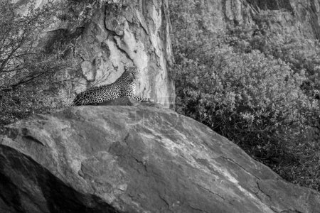 Photo for Mono leopard lies on rock between bushes - Royalty Free Image