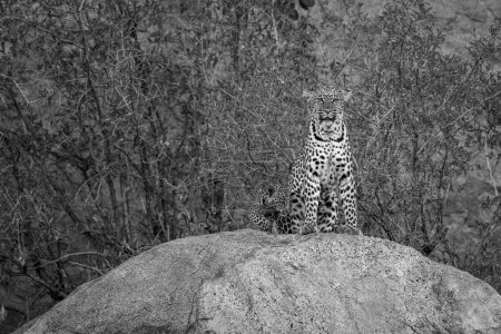 Photo for Mono leopard on rock with small cub - Royalty Free Image
