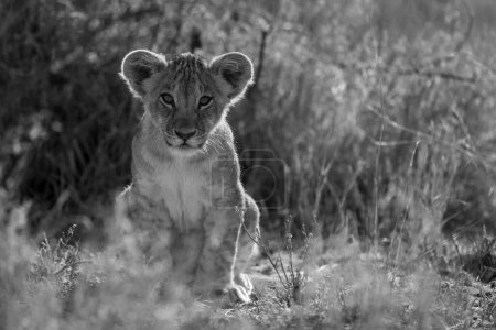 Photo for Mono lion cub in grass facing camera - Royalty Free Image