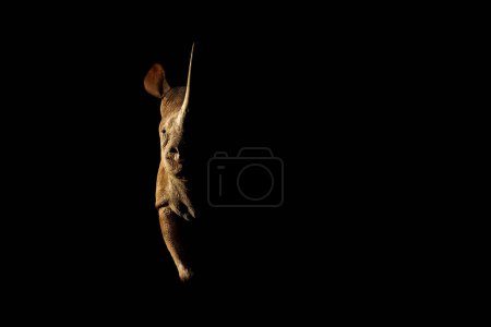 Foto de Rinoceronte está parado con la luz lateral mirando directamente a la cámara - Imagen libre de derechos