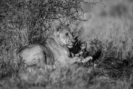 Photo for Mono male lion lies with bloody carcase - Royalty Free Image