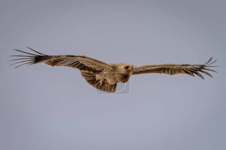 Photo for Tawny eagle glides through sky towards camera - Royalty Free Image