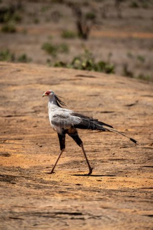 Photo for Secretary bird walks across rock in sunshine - Royalty Free Image