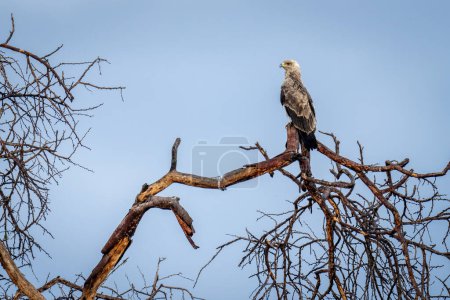 Águila Tawny en rama retorcida mirando a la izquierda