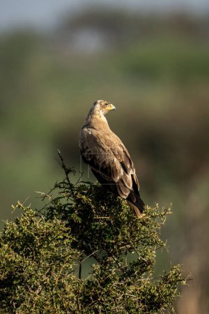 Photo for Tawny eagle turns head on sunlit bush - Royalty Free Image